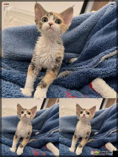 色猫视频：独特视角下的奇妙呈现
