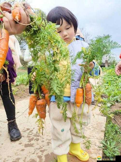 乡村田野上，一小孩儿和妈妈快乐地摘萝卜