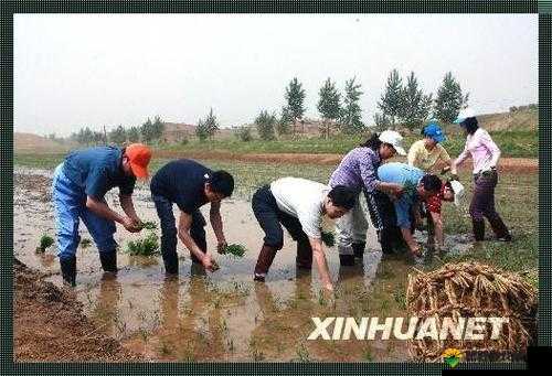 24 种男女插秧法：独特农耕技艺的精妙呈现
