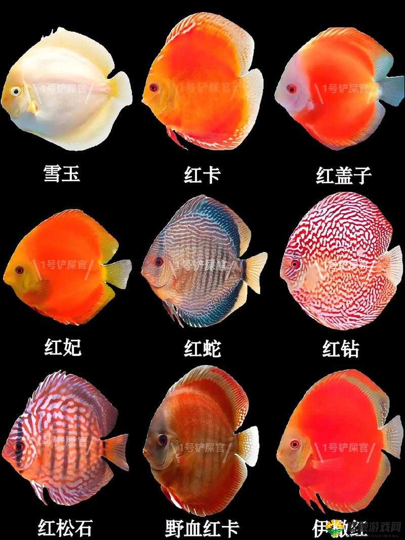 七彩鱼国内国外免费,畅游水族世界的绝佳选择