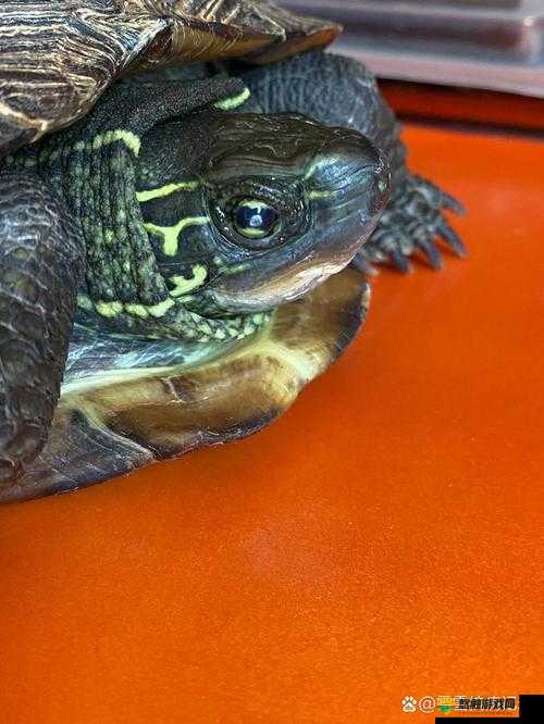龟的头上有一层白色的膜怎么办:详细解析与应对策略