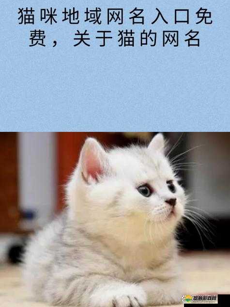 猫咪视频最新地域网名怎么取:地域特色与猫咪的奇妙结合