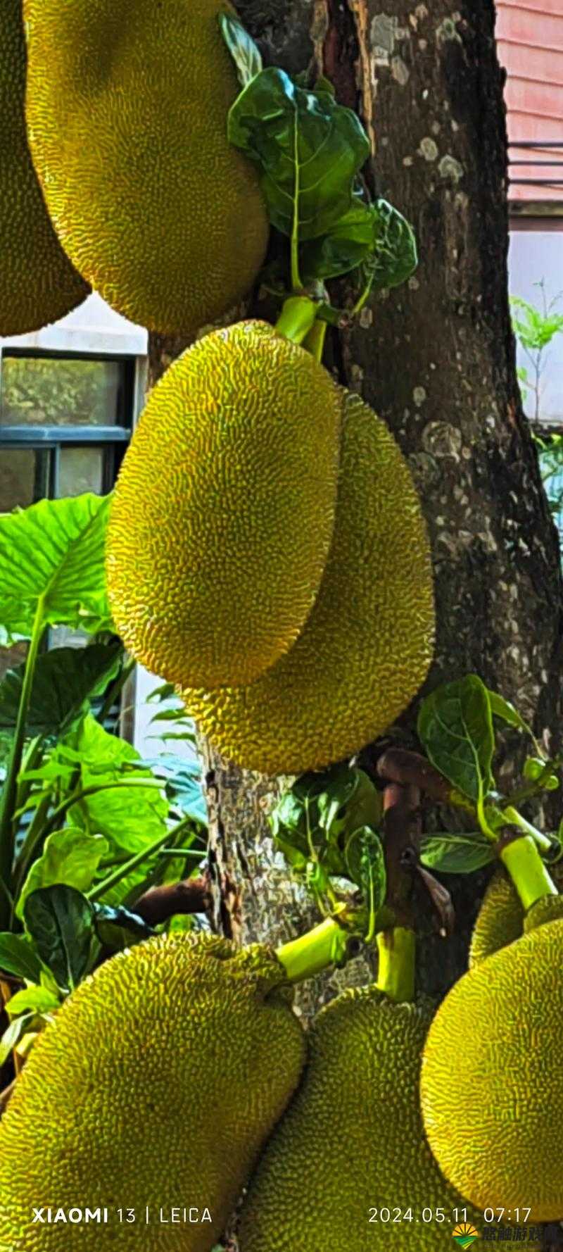 亚洲日产菠萝蜜——优质水果的独特魅力
