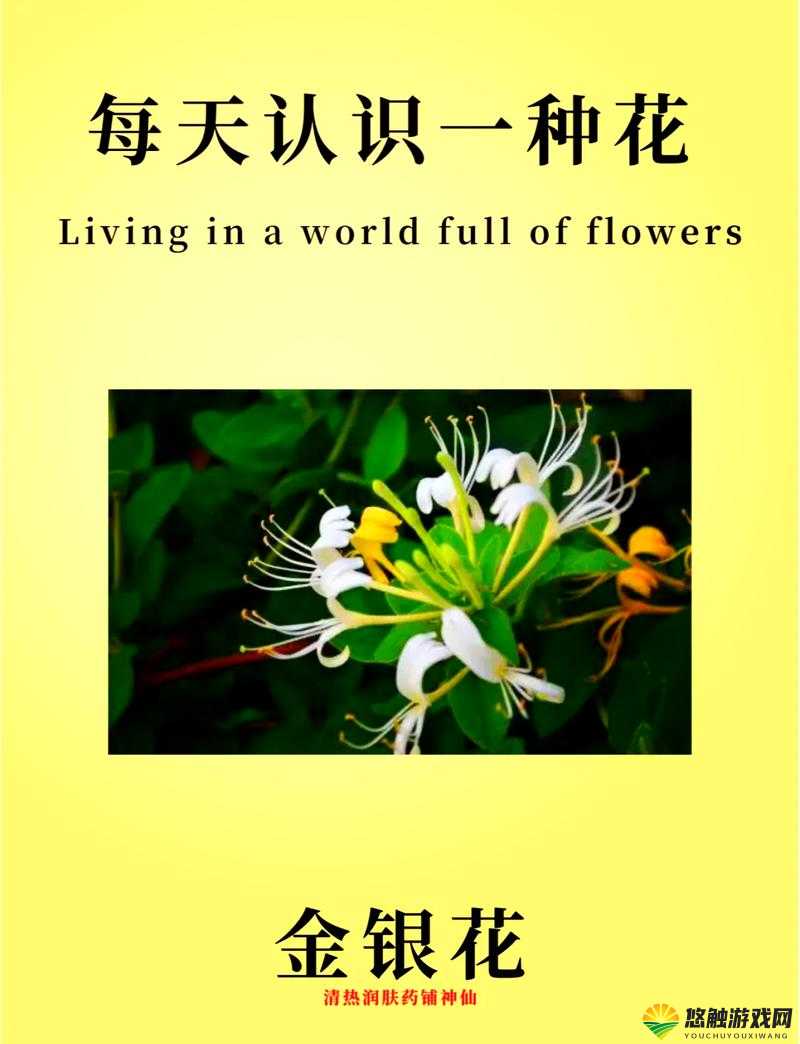 双管齐下 TXL 金银花:清热解火的神奇植物