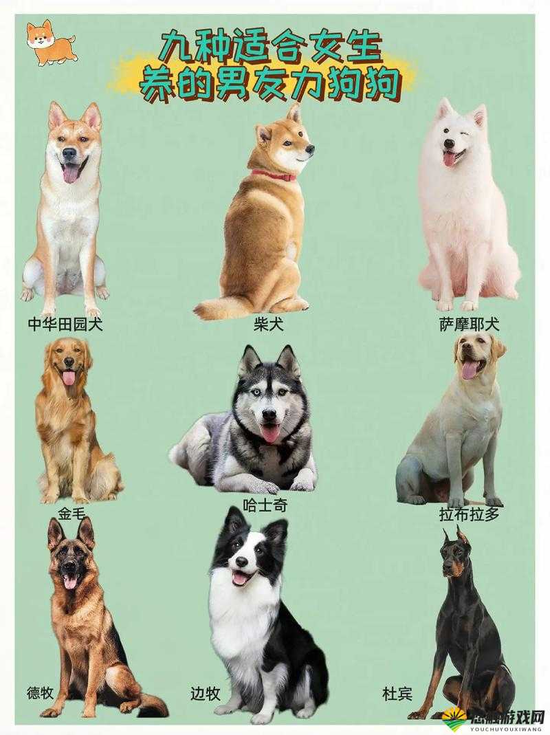 哪种狗最适合女人自己用:女性挑选爱犬的终极指南