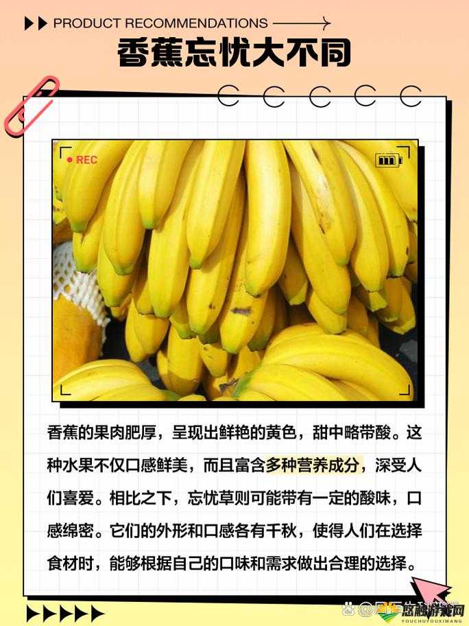 香蕉与忘忧草区别之探究:特性差异大揭秘