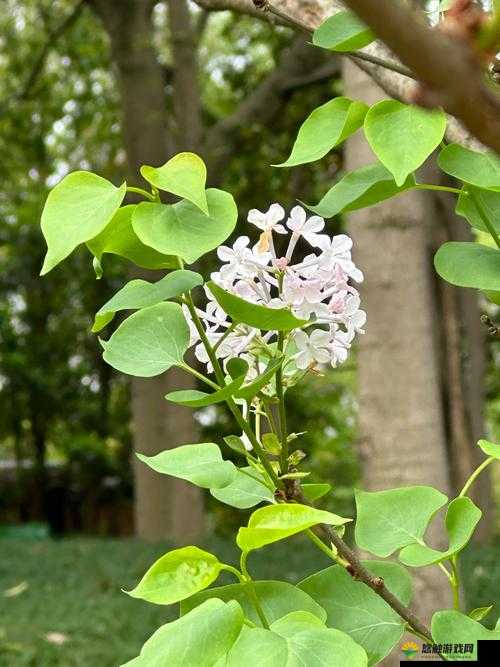 完整丁香花视频在线观看:畅享极致视听盛宴