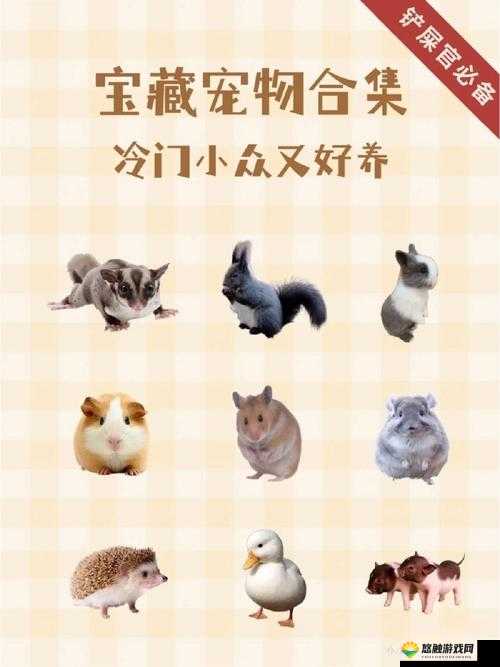 宠物正确打开方式,平民玩家灵宠搭配小技巧
