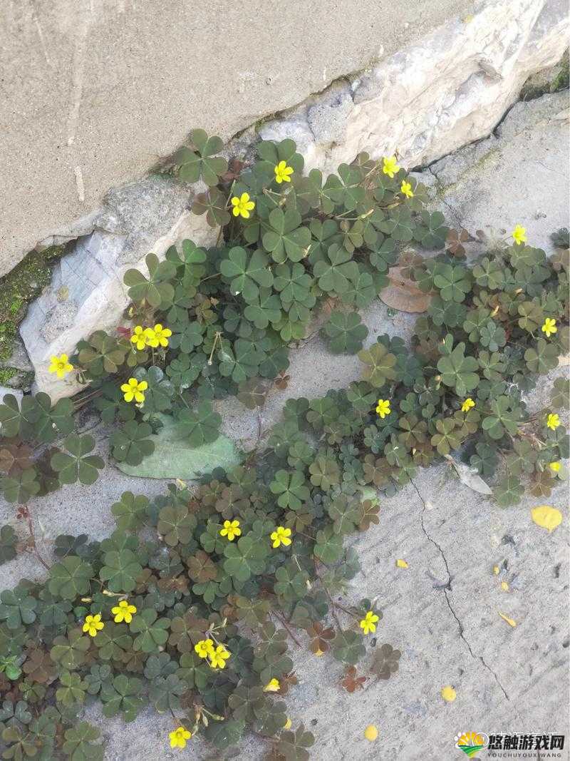 三叶草 gy3876：探寻神秘植物的独特魅力与价值