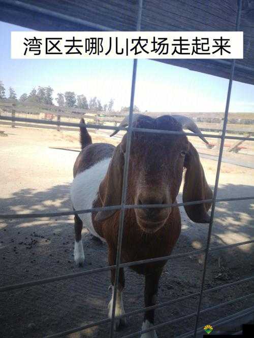 千里走单骑不删档内测爆料，小猪去哪儿