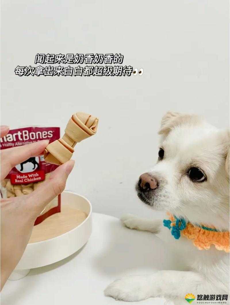 人狗胶配方大全:狗狗一天该吃多少详解