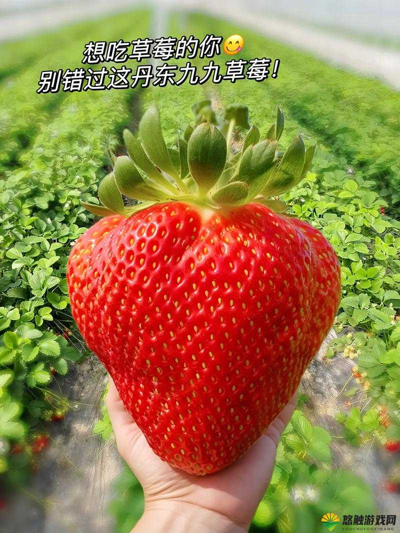精致蜜丝婷大草莓与小草莓对比：究竟有何差异