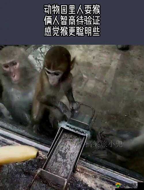 智商大挑战，揭秘动物园之旅的第一眼惊喜