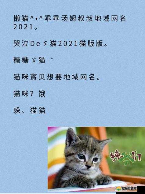 猫咪成年人地域网名怎么取之相关探讨与分析