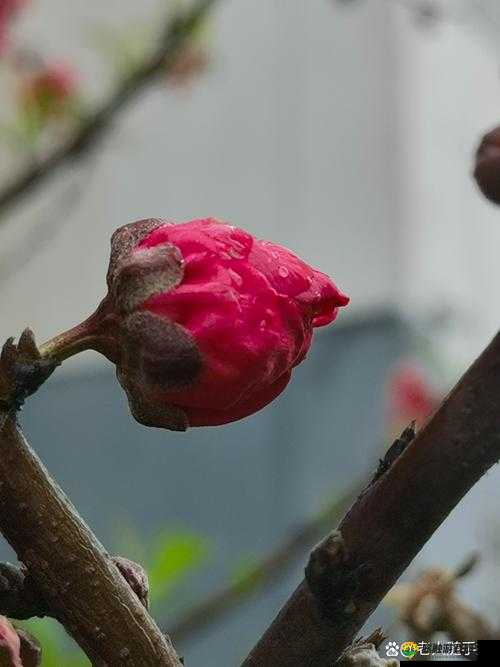 春天的嘴唇：含苞欲放的桃花