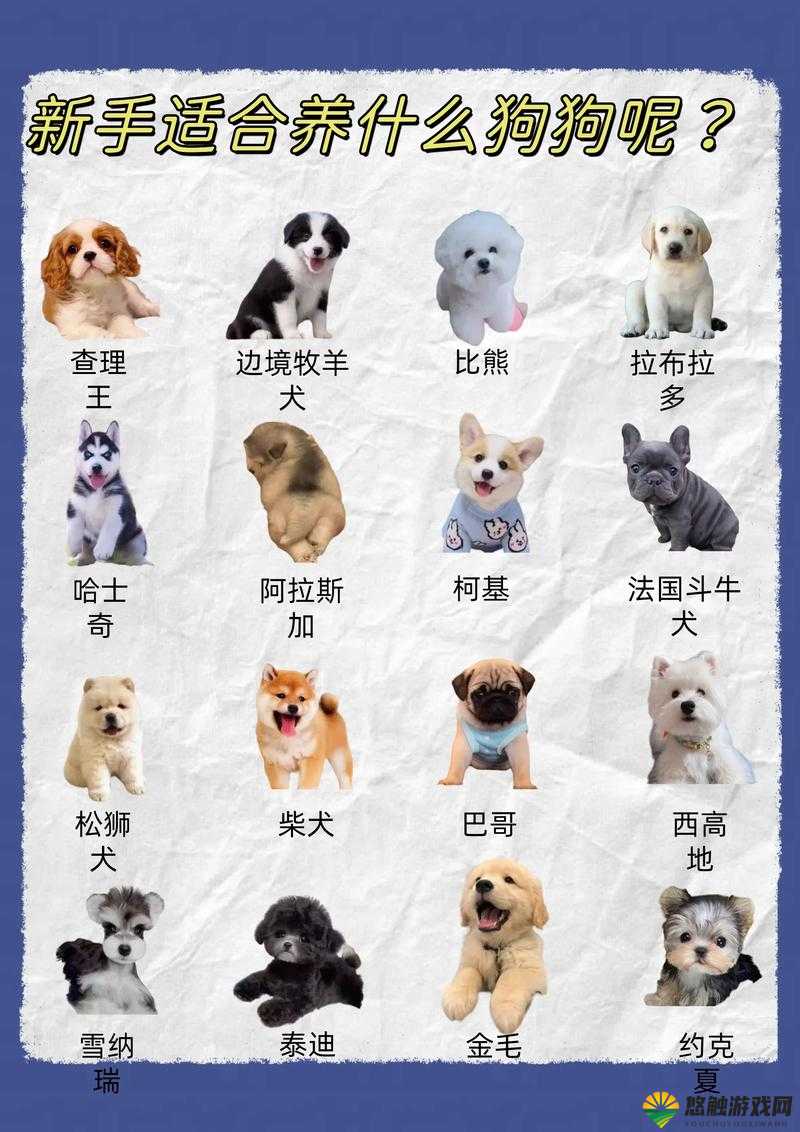 哪种狗最适合女人自己用且能带来诸多益处呢