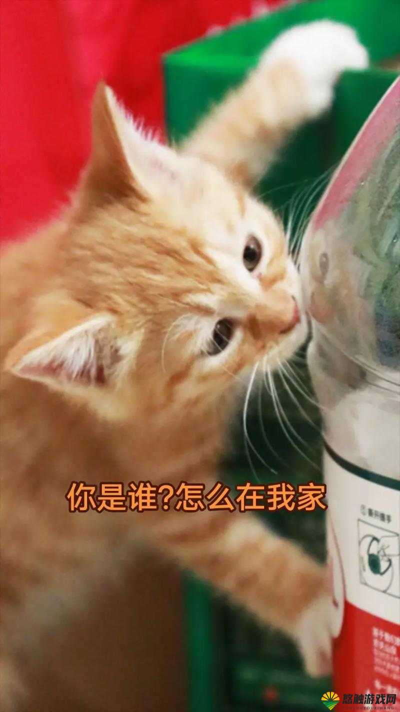 好奇猫咪和汤是如何进入猫猫房间的吗?