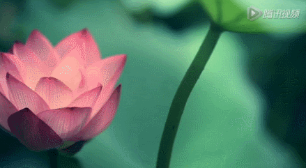 芳草萋萋 8521：一个富有诗意的独特标识