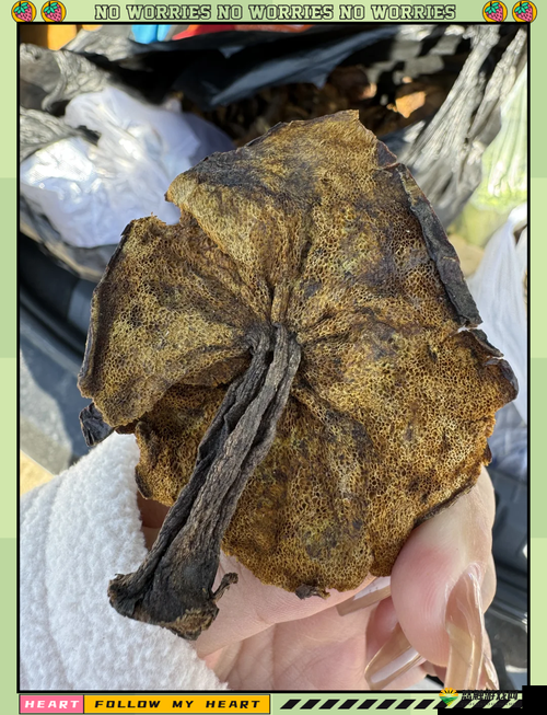 蘑菇黑料大揭秘：震惊蘑菇那些不为人知的内幕