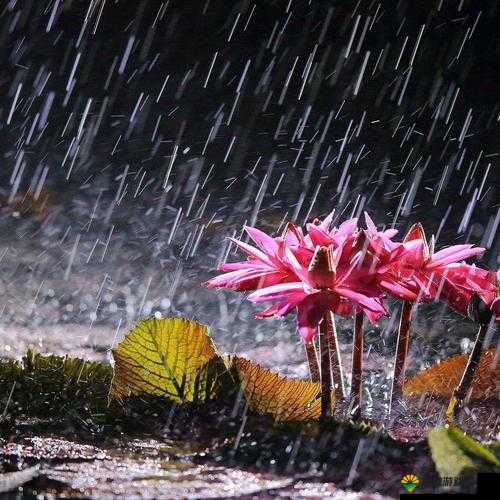 在雨中潮湿的雨中母亲的悄悄话:那温暖人心的深情倾诉