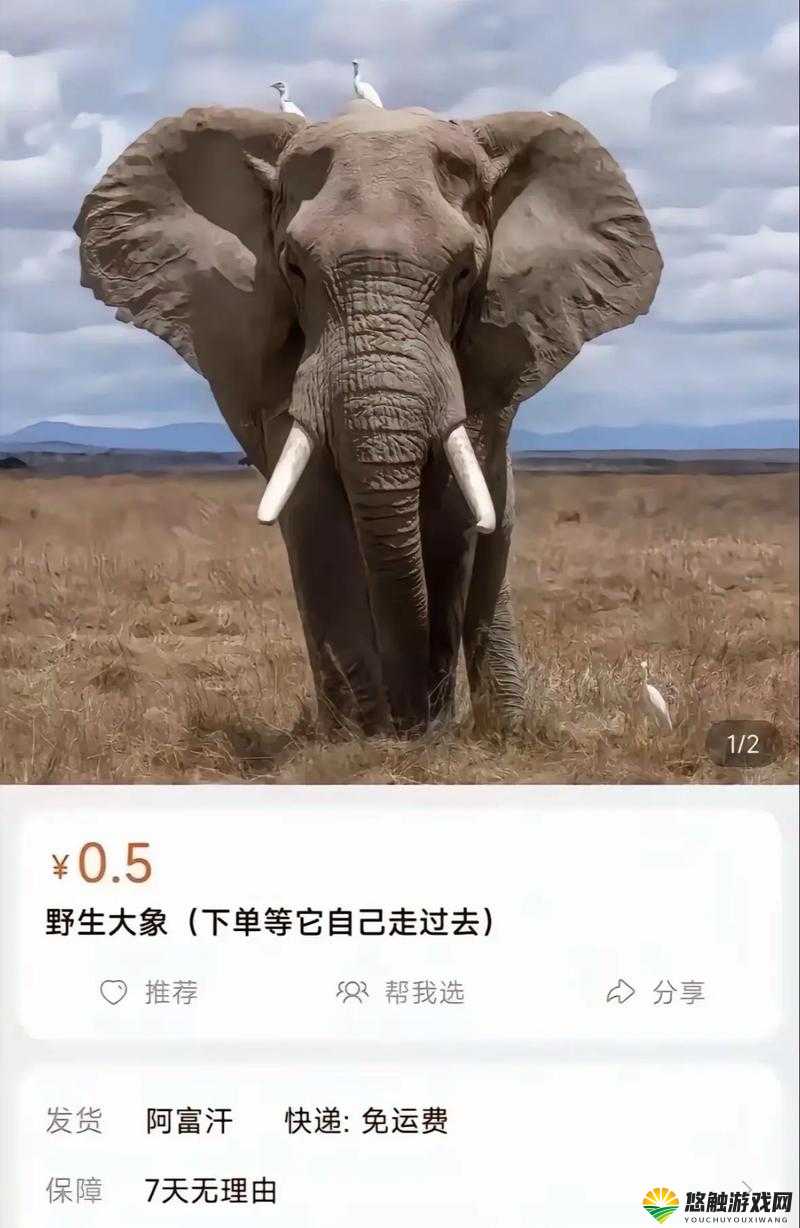 大象回家视频永不迷路 2024 蘑菇：一段充满温情与希望的旅程