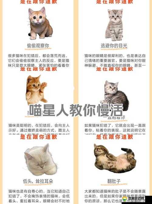 宠物养护，打造温馨和谐的宠物家庭