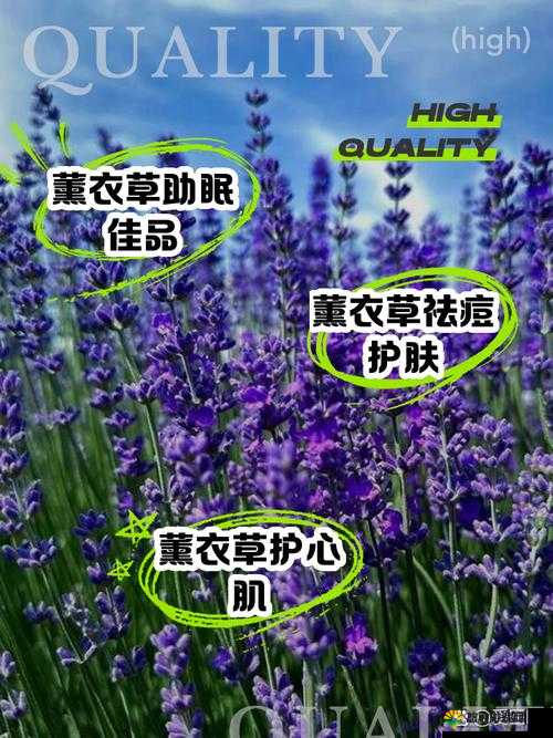 探索薰衣草实验室研究所 2024 隐藏路线的奥秘