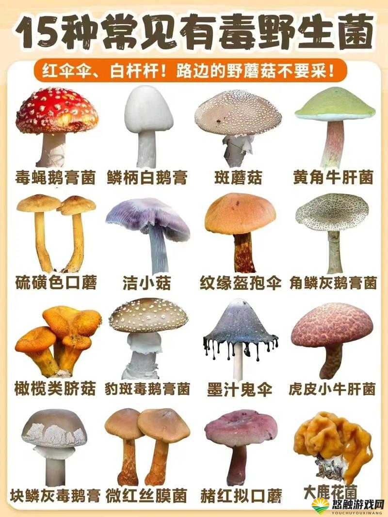 17cc 网黑料爆料官网蘑菇：揭秘网络世界的真相
