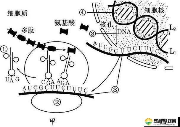 杂交 bUCsm 人类 ssbA ：对人类基因组合的深入探索与研究