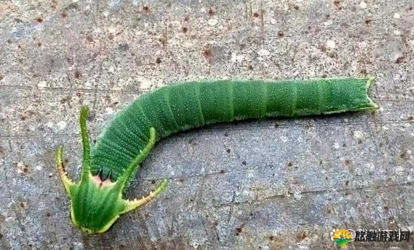 叔叔快来帮我看看有没有虫子呀