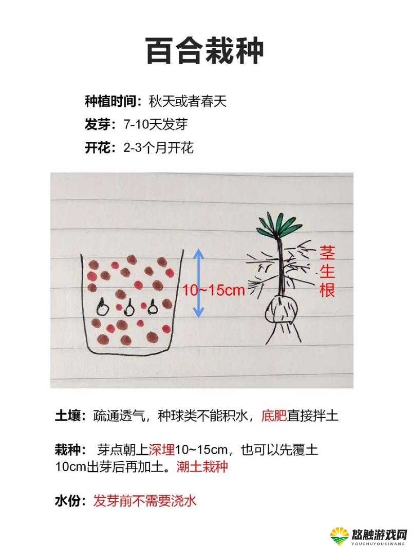 百合用多深的盆种：不同品种百合所需盆深详细解析