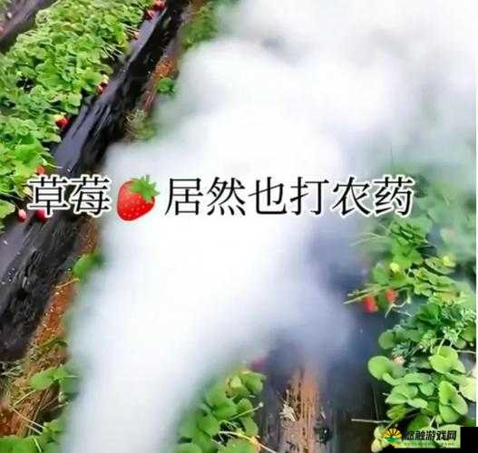 草莓视频未满十八相关内容引发广泛关注与热议