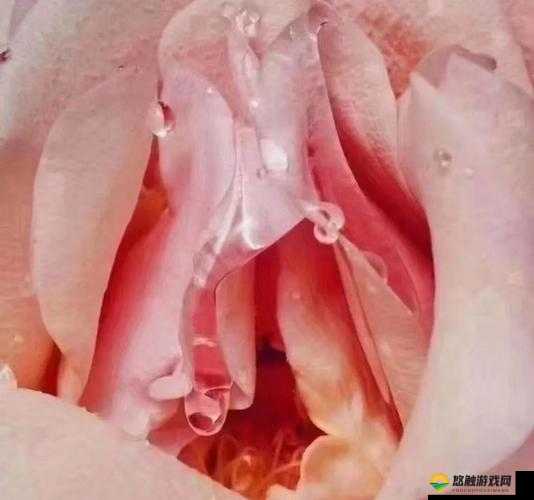 直人实女处被破 WWW 视频：令人震惊的私密画面曝光
