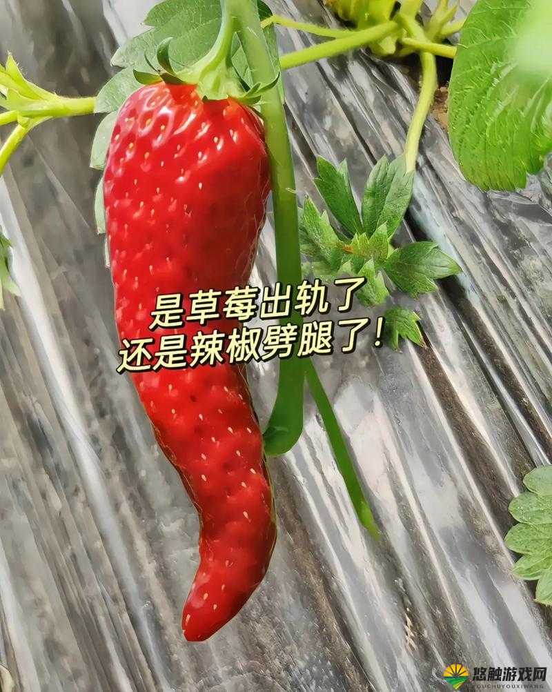 成都香蕉草莓科技有限公司：致力于科技创新与行业发展的引领者
