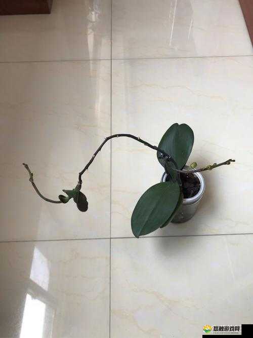 她的花苞难以承受:用力挺进的后果或用力挺进她的花苞:是甜蜜还是痛苦