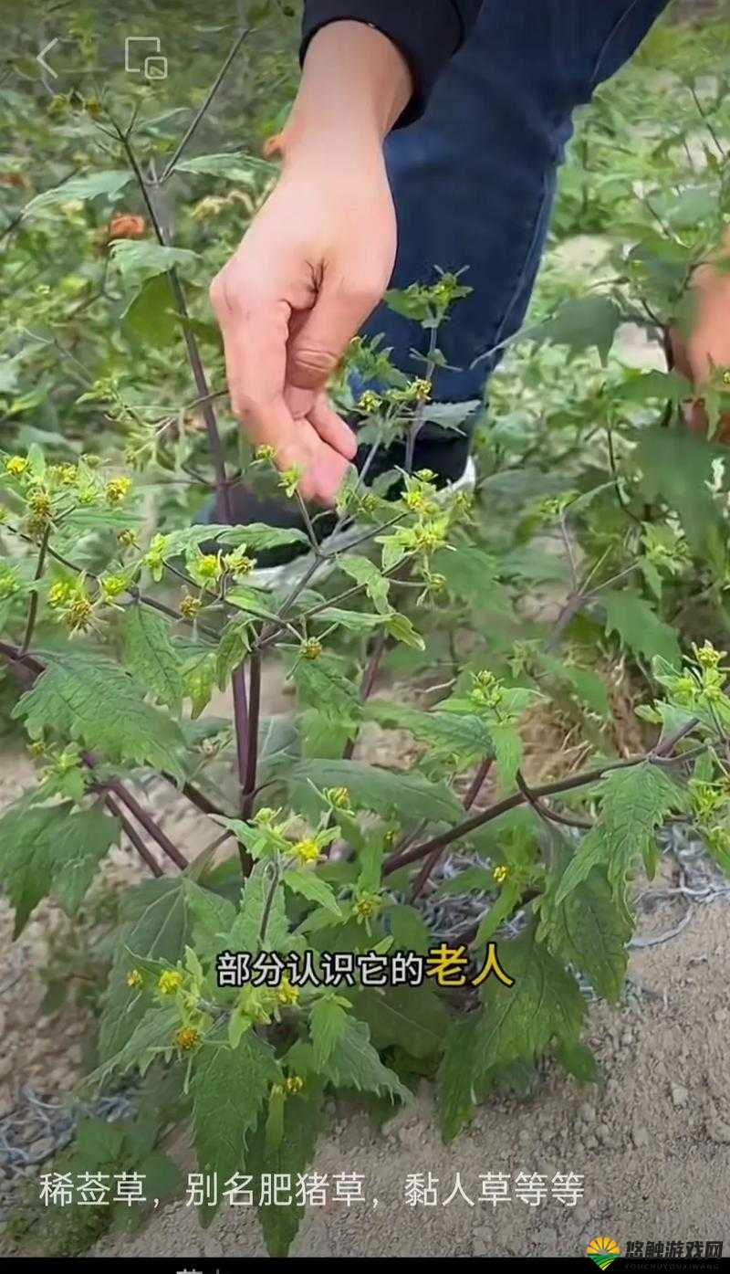 具有夜战十女不败神奇功效的草药探秘