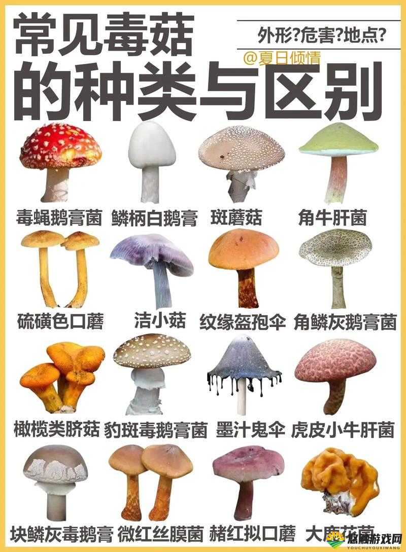 x9x9x9x9 任意槽 2024 进口蘑菇的独特魅力与品质探究