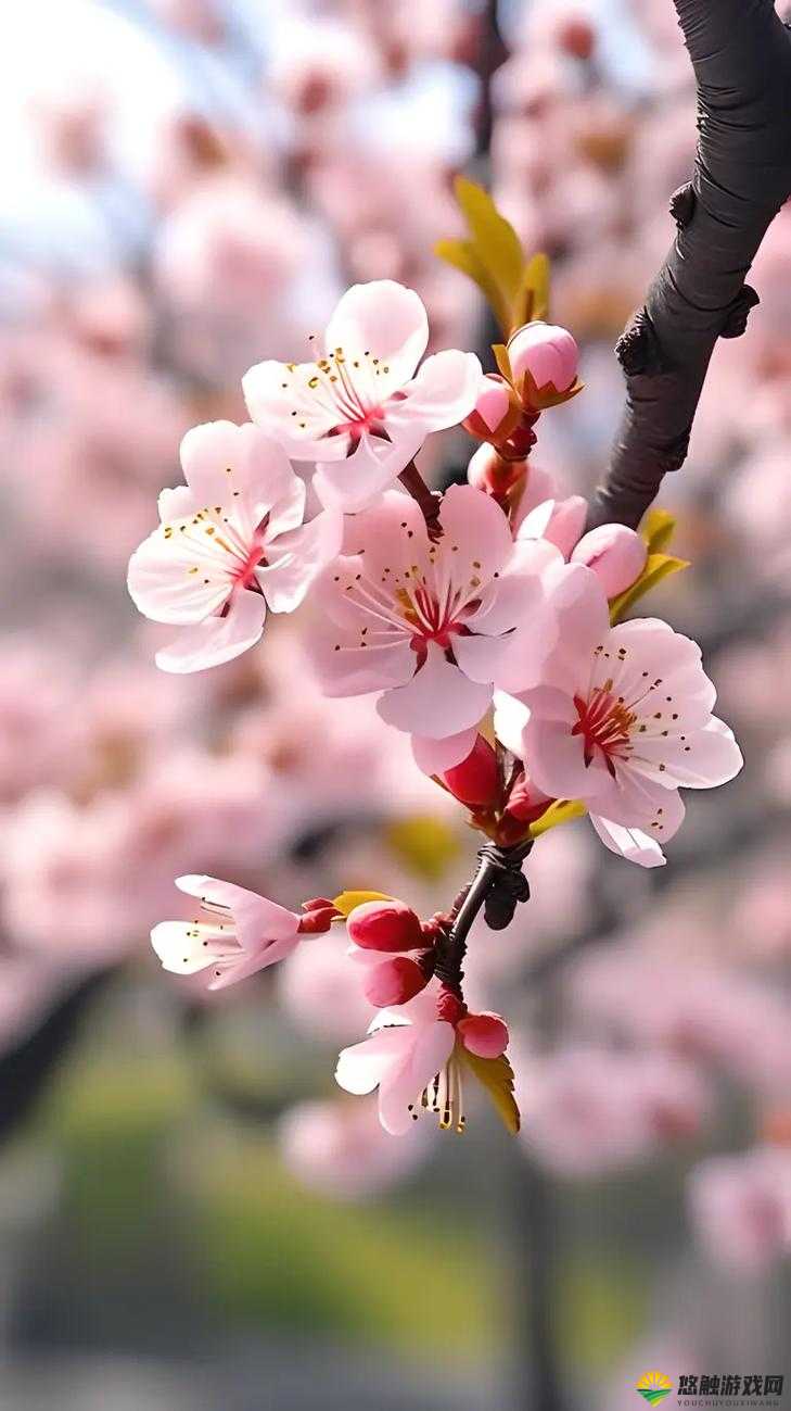 让含苞欲放的桃花告诉你：春天来了