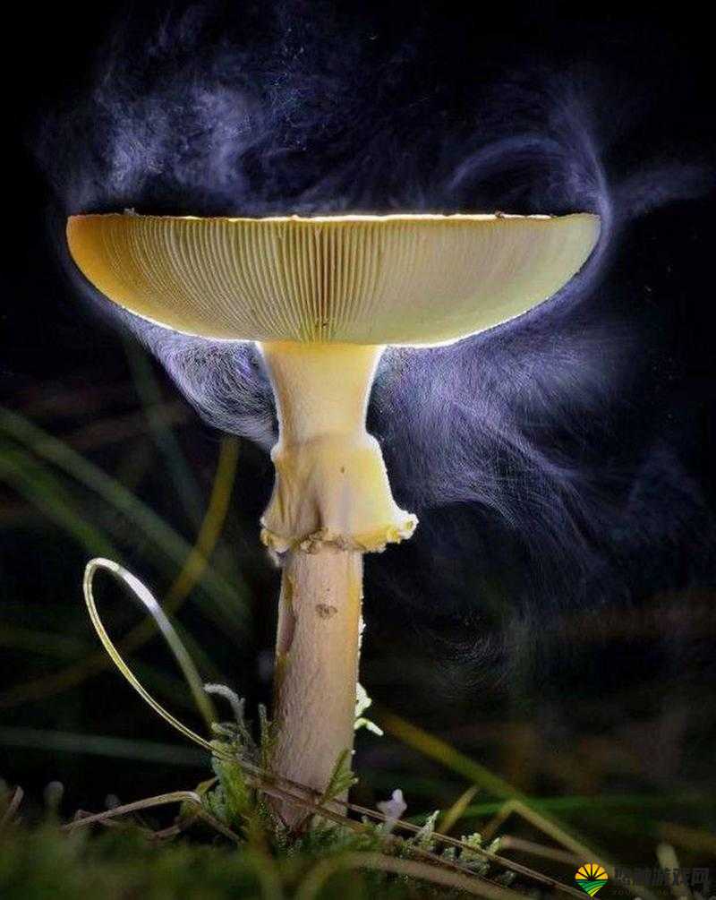 蘑菇视频深夜释放自己：深夜独处时的自我探索与释放