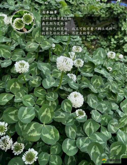 成品网站 W 灬-源码 1688 三叶草:一个独特的网站及其相关信息