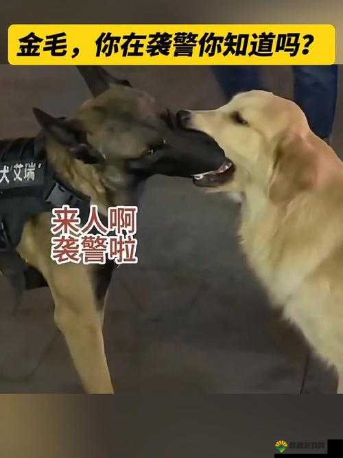 张警犬撞玻璃视频资源：令人捧腹大笑的萌宠瞬间