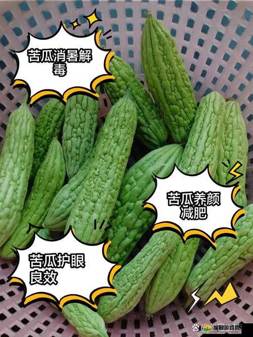 1313 苦瓜:探寻其独特魅力与多样用途及价值