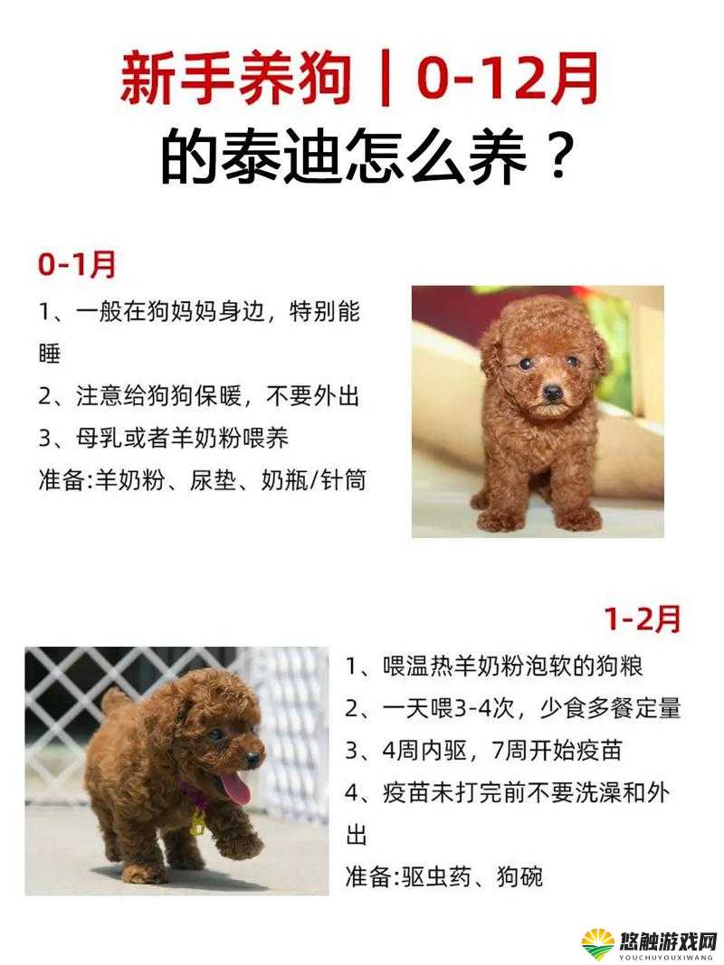 用泰迪狗狗自制营养狗粮,给狗狗最好的关爱