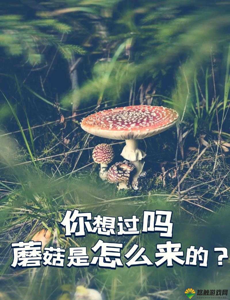x7x7x7 任意噪 108 蘑菇 ：探秘其独特魅力与奥秘所在
