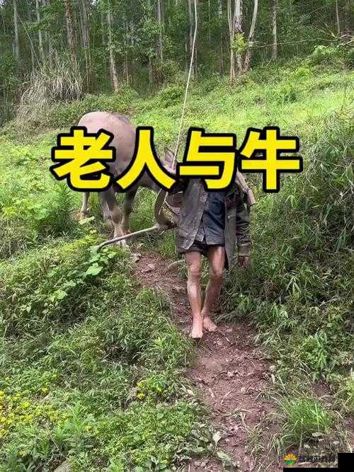 户外勾搭放牛老头：一场别样的奇妙经历