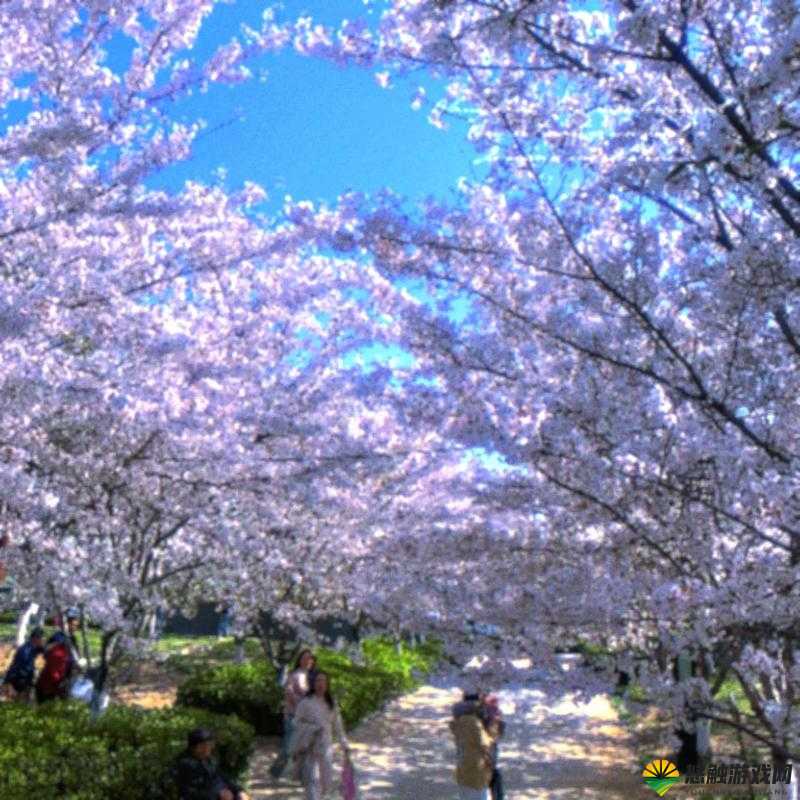 樱花官方入门网站：带你领略樱花之美