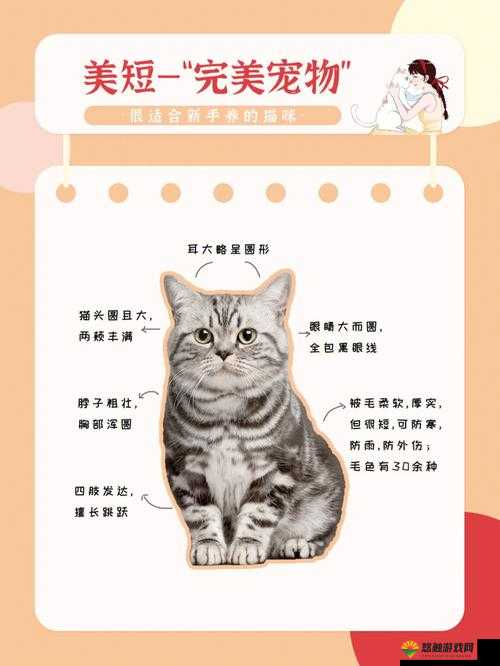 窃贼小猫中文版下载指南,萌宠养成之旅的起点