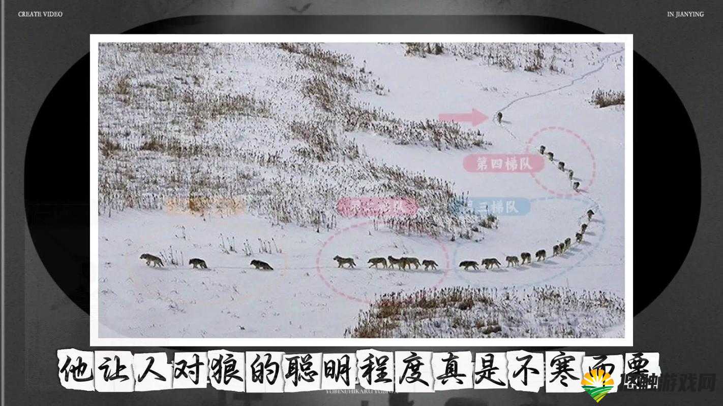 荒野生存智慧，面对狼群的安全指南