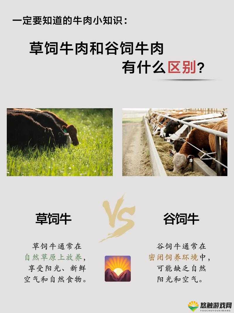 老牛嫩草一二三产品区别大揭秘：全方位深度剖析与比较