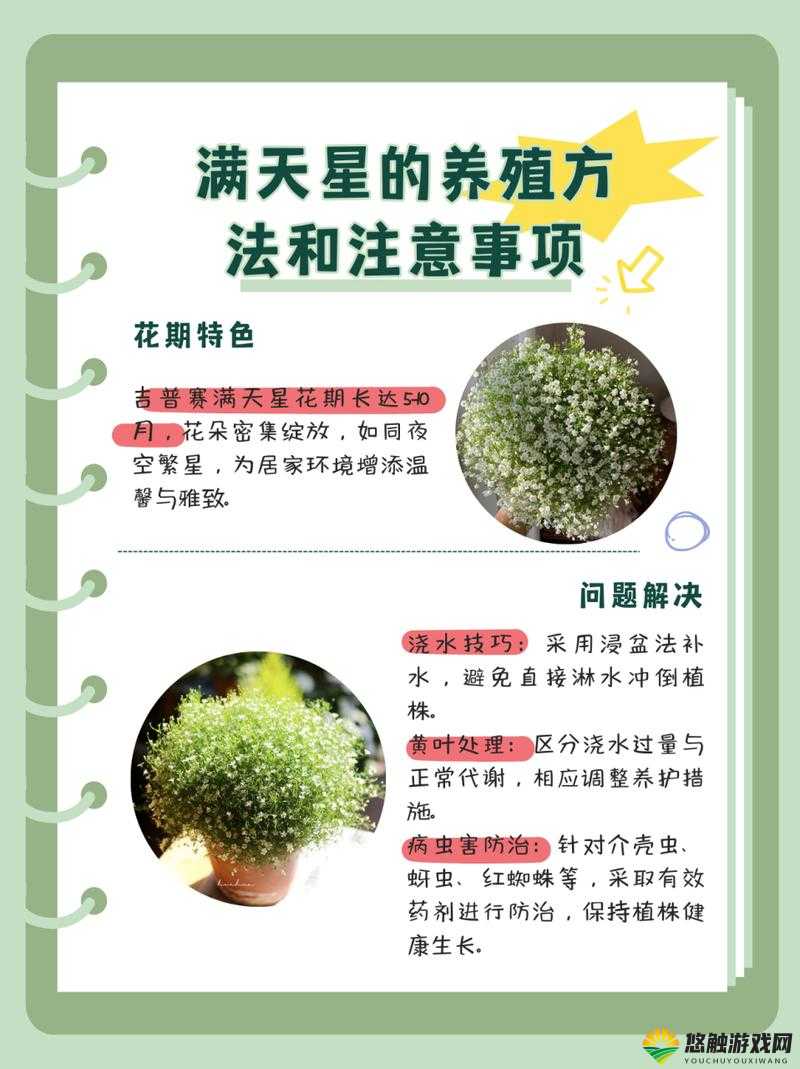 满天星 A 级意大利：源自意大利的顶级满天星品种介绍